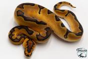 Python royal - Python regius Clown Enchi