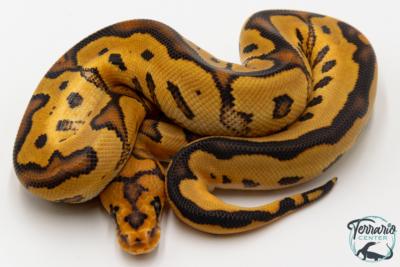 Python royal - Python regius Clown Fire