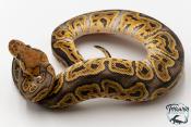 Python royal - Python regius Clown GHI