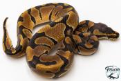 Python royal - Python regius Enchi