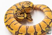 Python royal - Python regius Enchi Hypo 