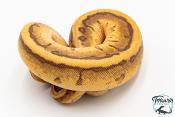 Python royal - Python regius Enchi Leopard Pinstripe Yellow Belly