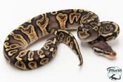 Python royal - Python regius GHI Special