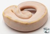 Python Royal - Python regius Ivory Pastel