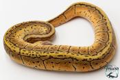 Python royal - Python regius Lemon Blast