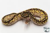 Python royal - Python regius Lesser Pastel Yellow Belly