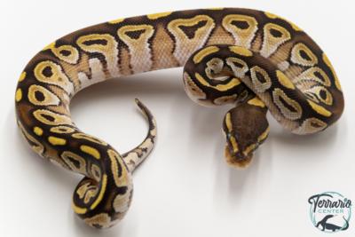 Python royal - Python regius Mojave