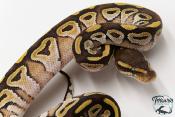 Python royal - Python regius Mojave