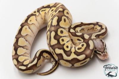 Python royal - Python regius Butter Pastel Vanilla