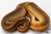 Python royal - Python regius Champagne Black Pastel