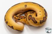 Python royal - Python regius Clown Enchi Fire