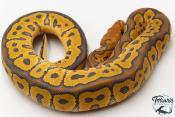 Python royal - Python regius Clown Hypo
