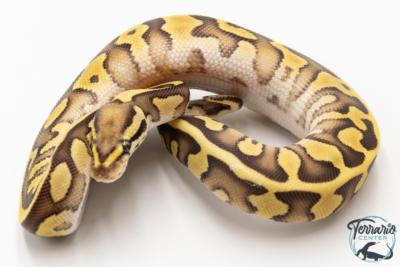 Python royal - Python regius Enchi Leopard Fire