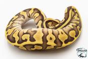 Python royal - Python regius Enchi Leopard Fire