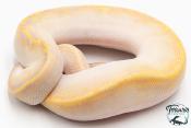 Python Royal - Python regius Ivory