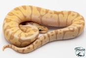 Python royal - Python regius Banana Pastel Woma
