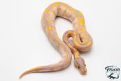 Python royal - Python regius Banana Sugar
