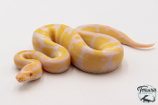 Python royal - Python regius Albinos Pastel