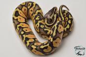 Python royal - Python regius Super Pastel