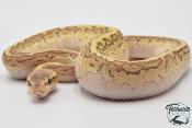 Python royal - Python regius Butter Pinstripe Special