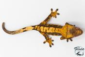 Correlophus ciliatus - Gecko à crête - NC 2025 -  41