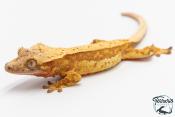 Correlophus ciliatus - Gecko à crête - NC 2025 -  45