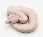 Python Royal - Python regius Ivory Pastel poss Banana