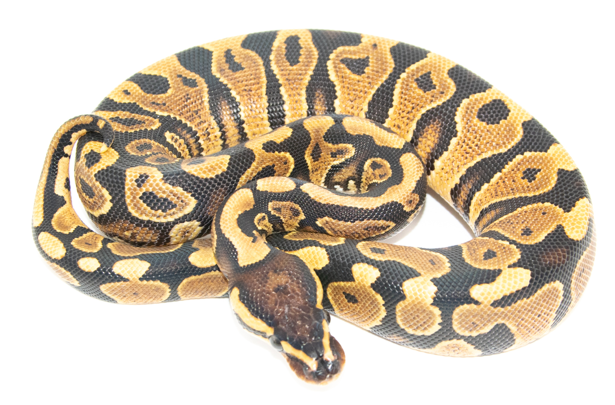 Python regius Yellow Belly