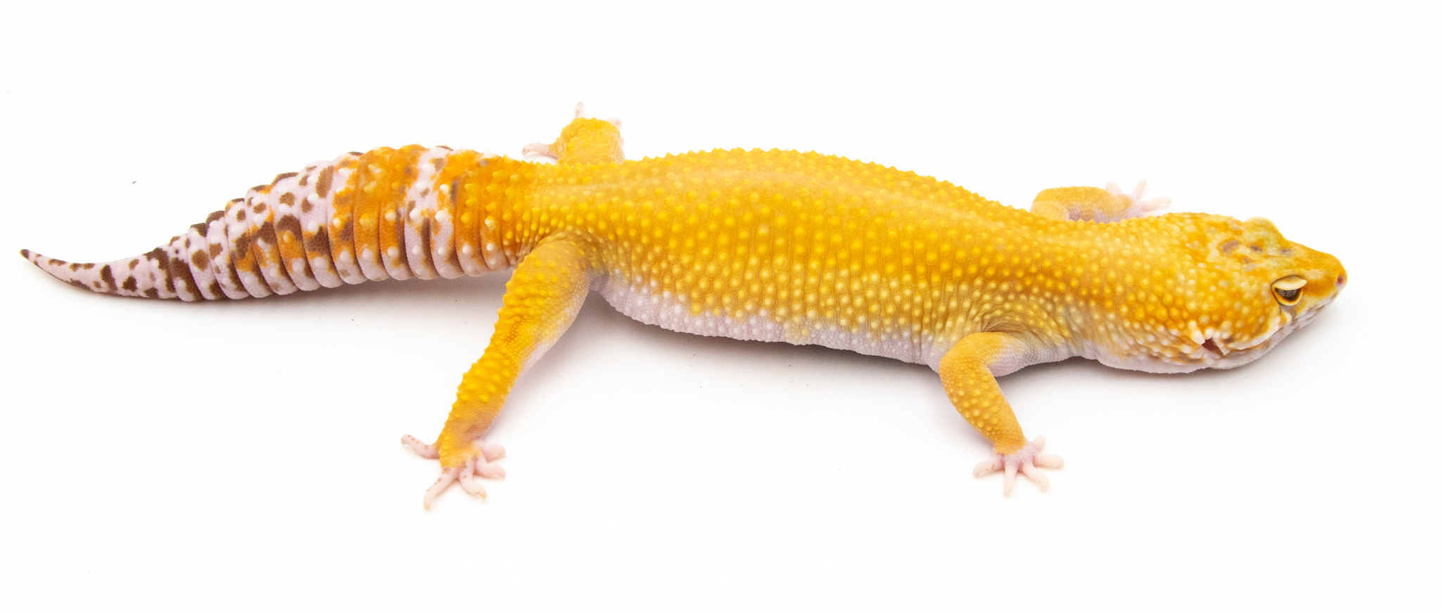 EJ91 - Gecko Léopard - Eublepharis Macularius Tremper het Raptor red Stripe Cross - &#9792; - NC 2021