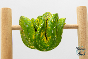 Morelia viridis Biak - Python vert arboricole - Mâle 250228500116820 - Sub Adulte