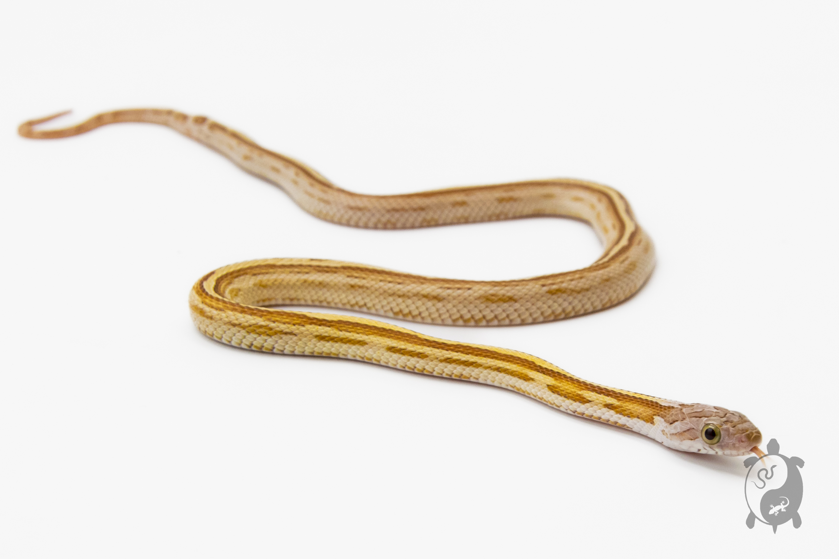 Serpent des blés - Pantherophis guttatus Tessera goldust stripe