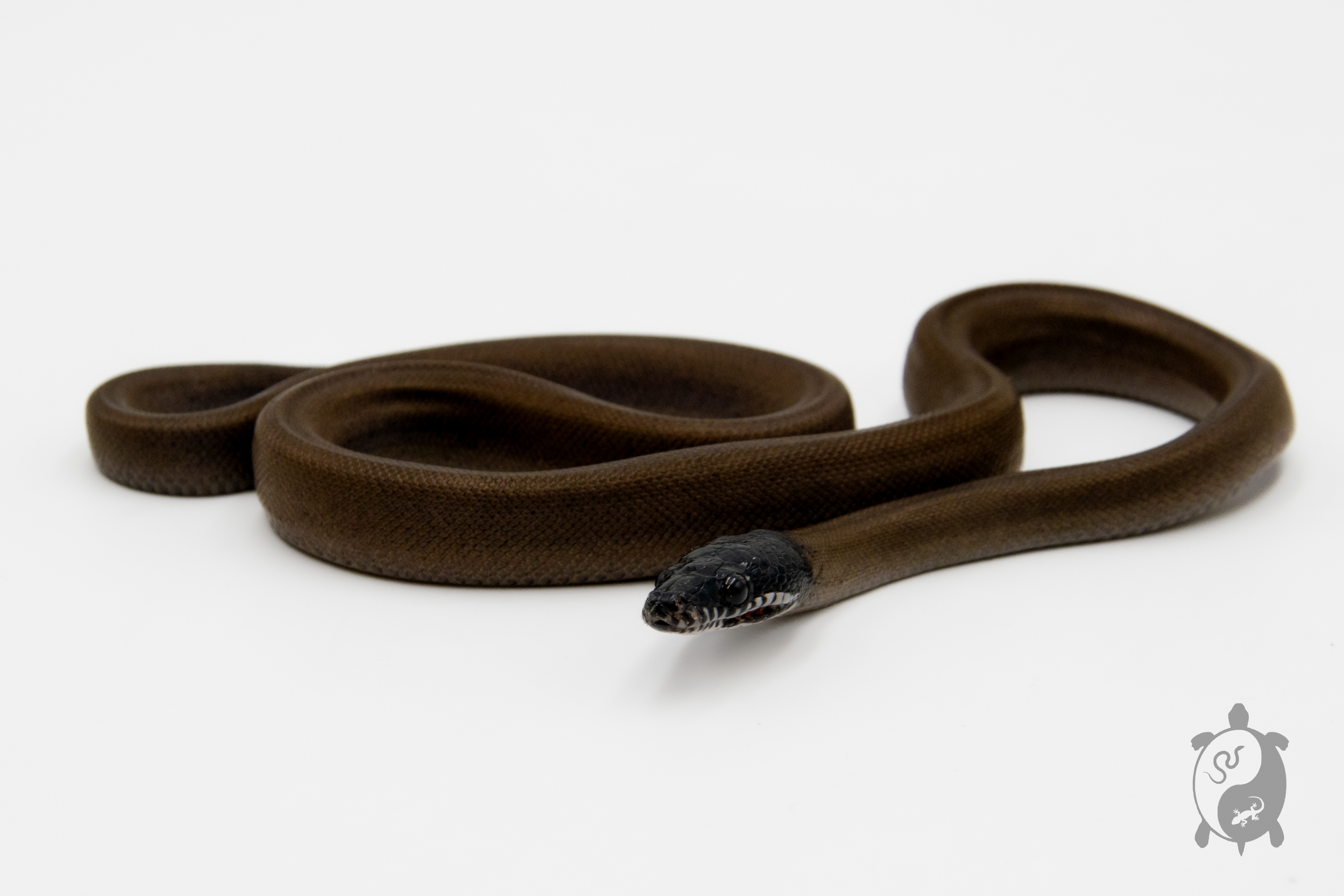 Bothrochilus albertisii - Python à lèvres blanches 