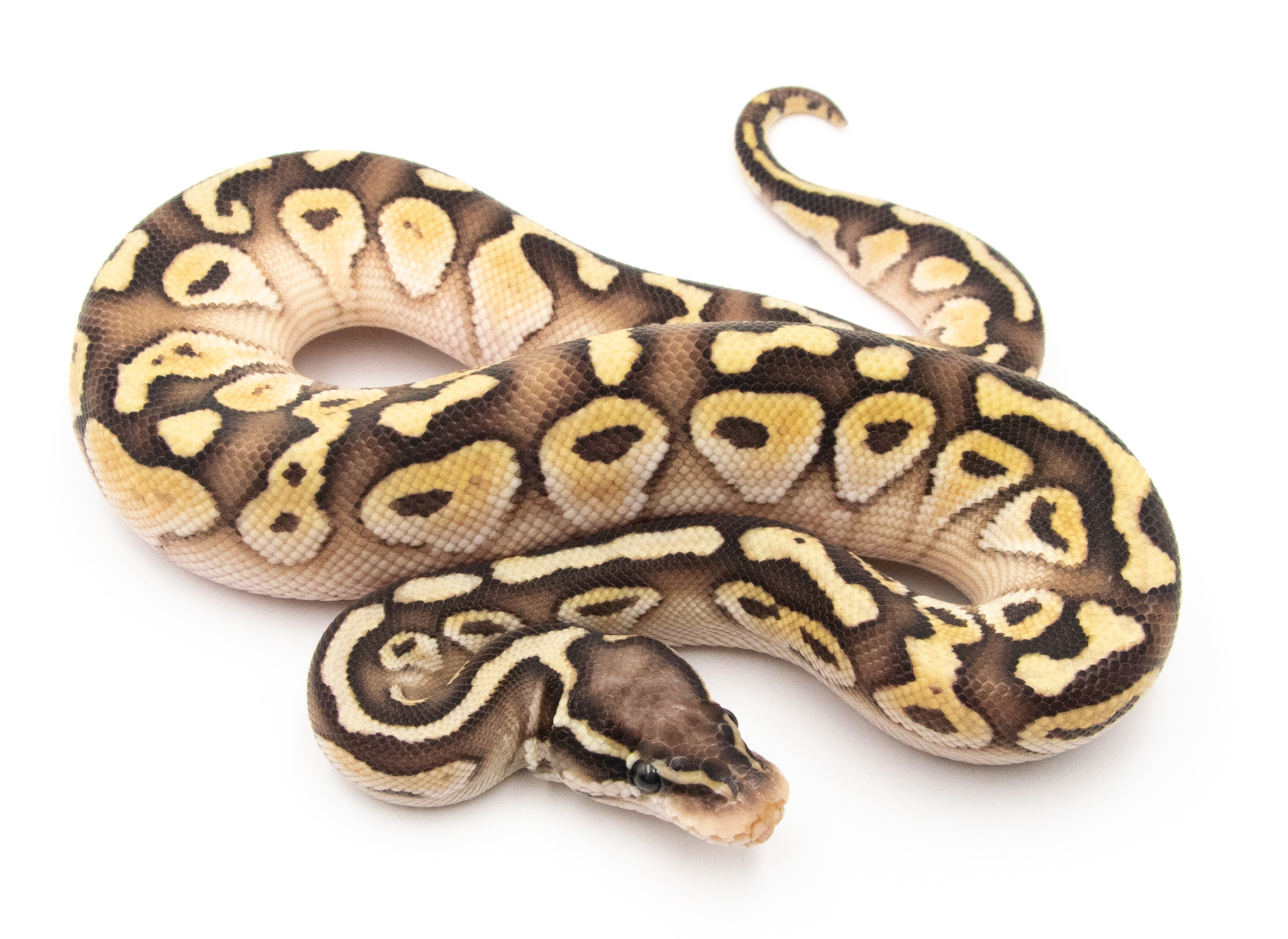 Python regius Butter Pastel