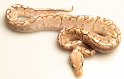 Python royal - Python regius Bamboo Pastel