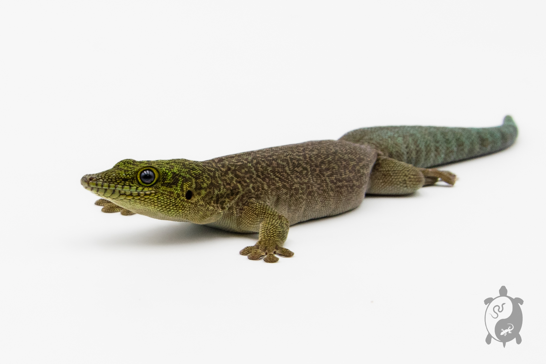 Phelsuma standingi - Gecko diurne de Standing