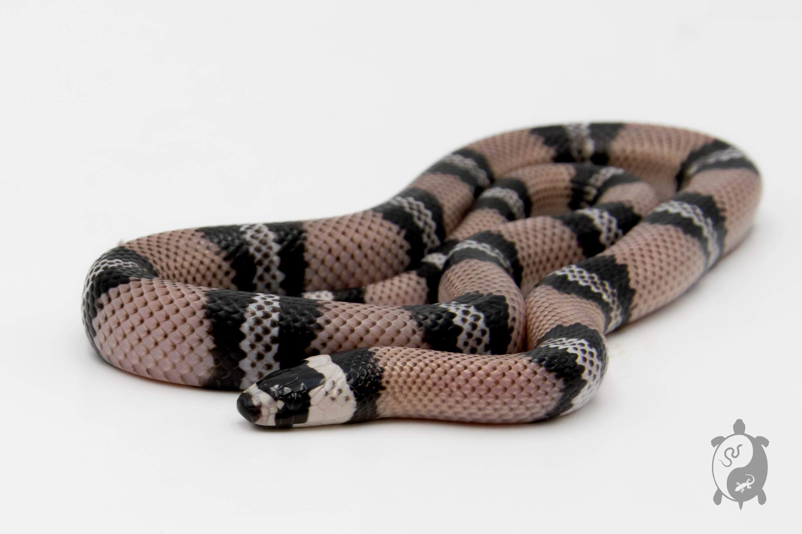 Lampropeltis triangulum hondurensis -  Faux-corail du Honduras - Anery