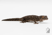 Strophurus williamsi - Gecko à queue épineuse de l'Est 