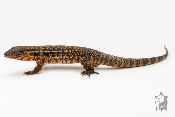 Salvator rufescens - Tegu rouge