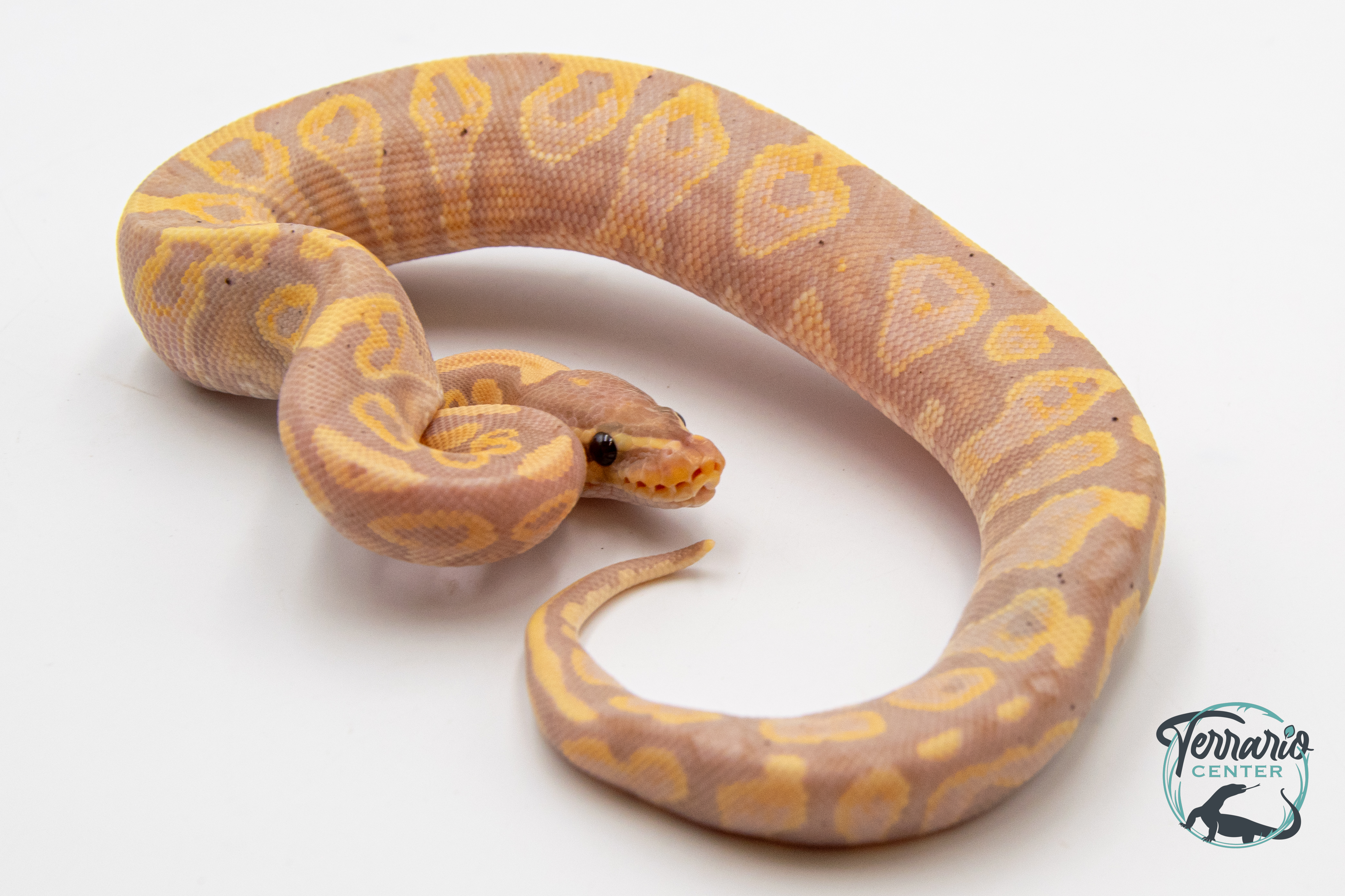 Python royal - Python regius Banana Yellow Belly