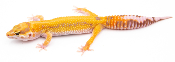 EJ94 - Gecko Léopard - Eublepharis Macularius Tremper Tangerine (Bold Stripe) - non sexé - NC 2021