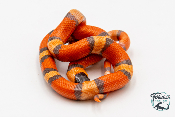 Lampropeltis triangulum hondurensis  Hypo - Serpent faux corail