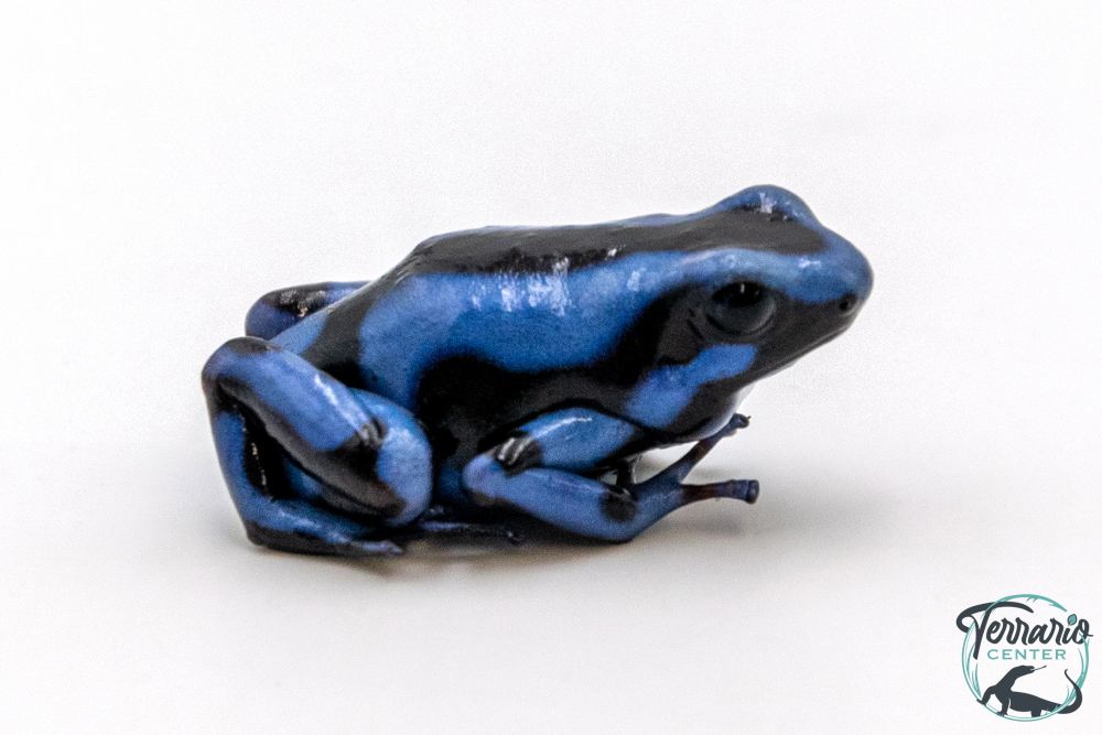 Dendrobates auratus - Dendrobate doré Blue Kalobre