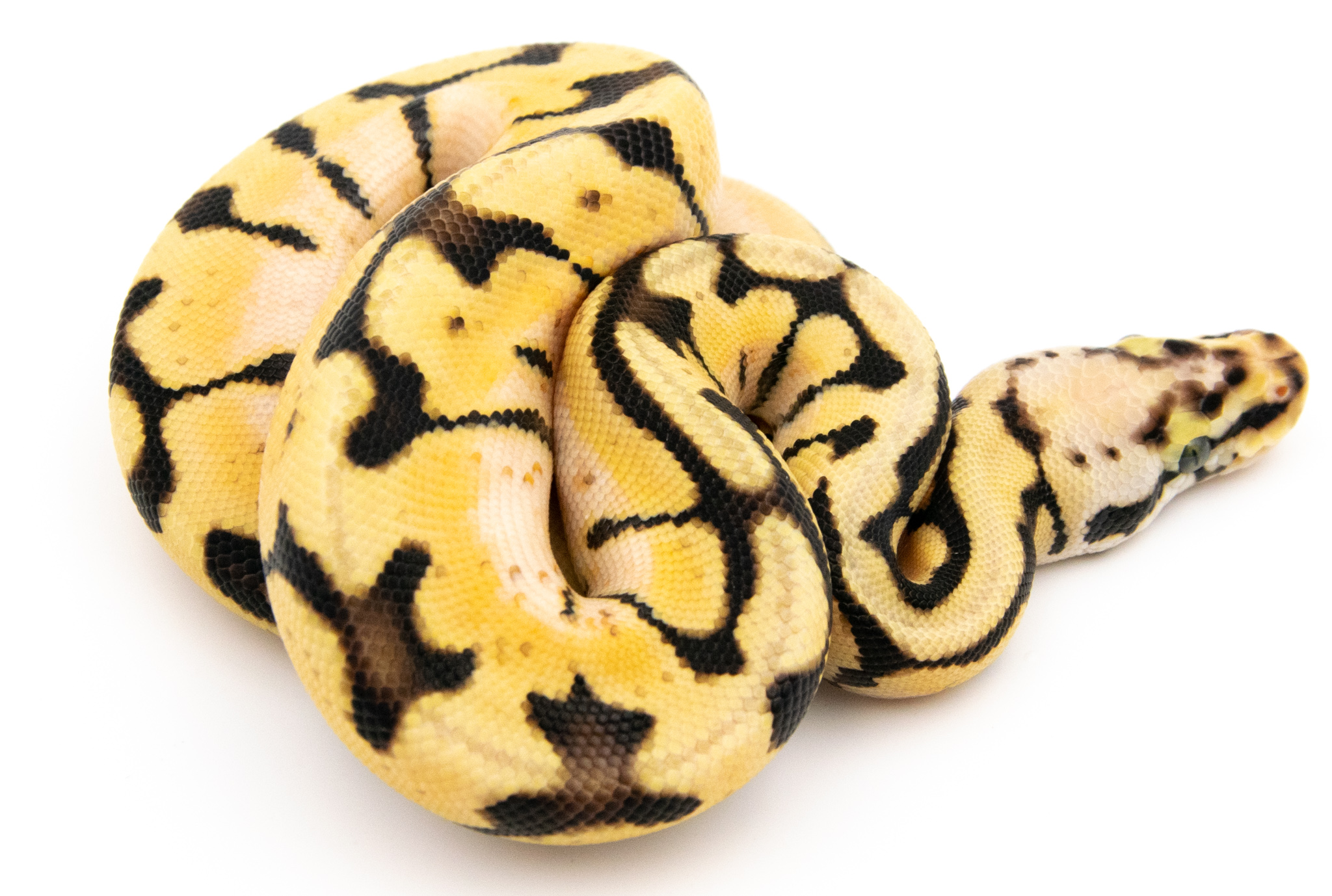 Python royal - Python regius Bumblebee