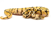 Python royal - Python regius Bumble Belly