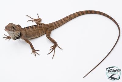 Hypsilurus godeffroyi - Dragon des forêts du nord