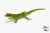 Phelsuma grandis - Gecko géant de Madagascar - High Red