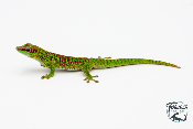 Phelsuma grandis - Gecko géant de Madagascar - High Red
