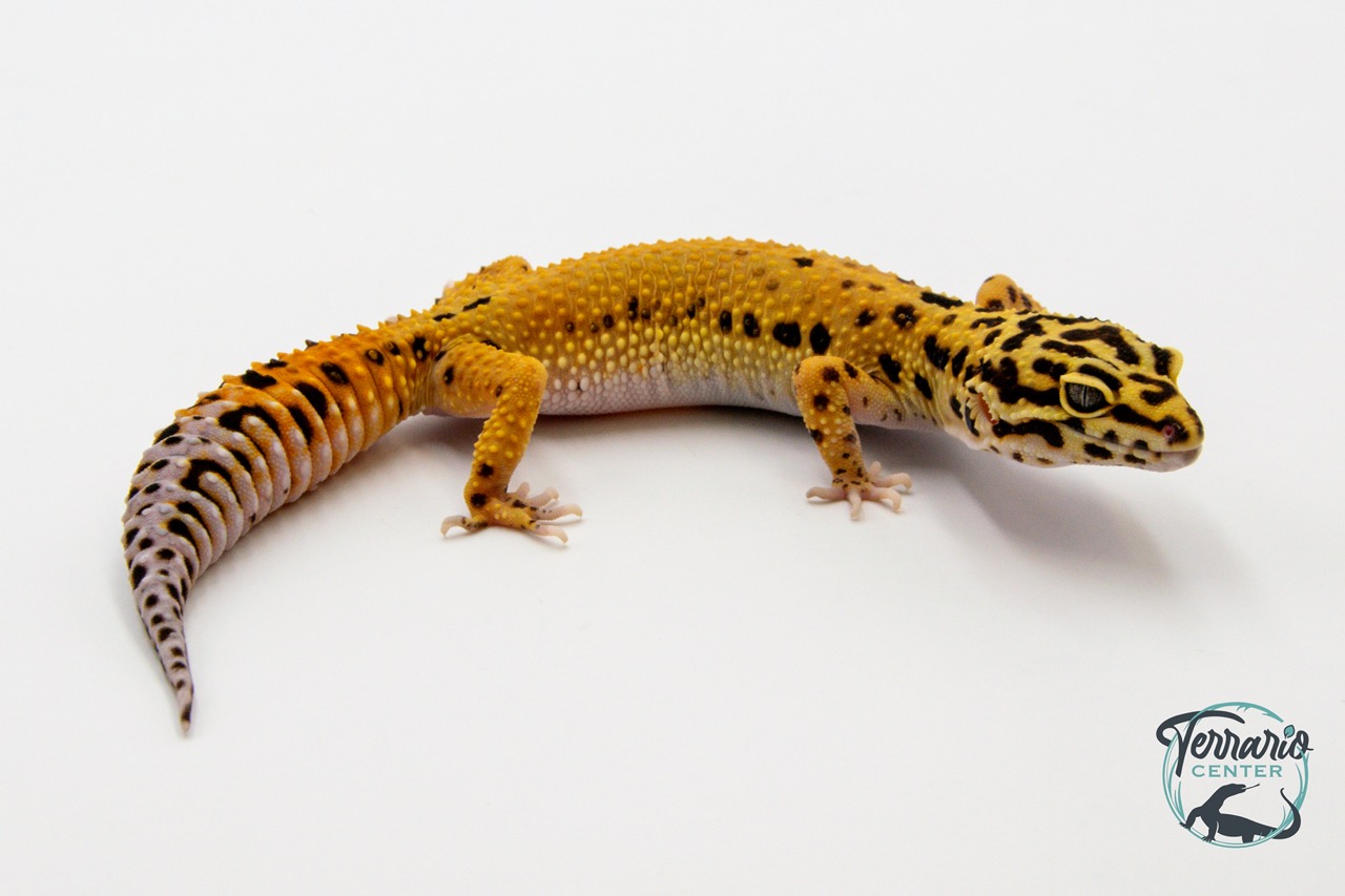 EM54 - Gecko Léopard - Eublepharis Macularius Tangerine - Femelle 
