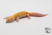 EM63 - Gecko Léopard - Eublepharis Macularius Sunglow - Femelle