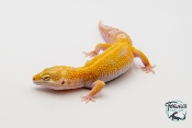 EM66 - Gecko Léopard - Eublepharis Macularius Stripe Tremper - Femelle